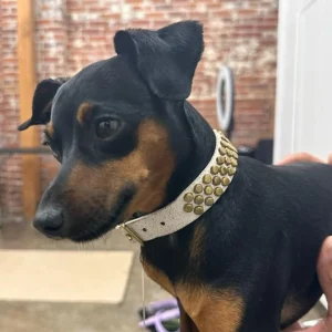 Calleen Cordero Pera 15" Dog Collars | 15” Dog Collar