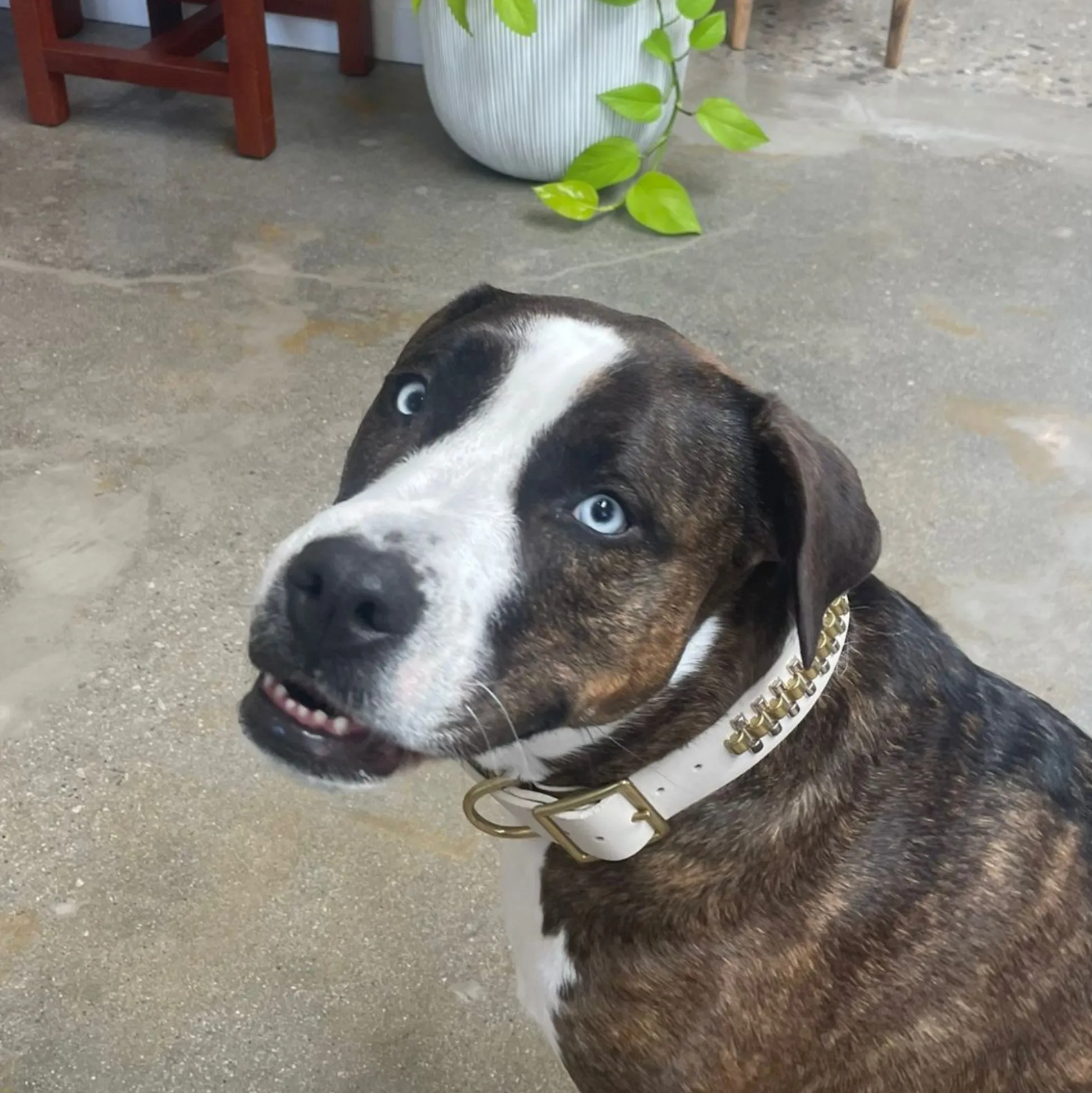rolex__dog_collars_2.webp Calleen Cordero Rolex 15" Dog Collars | 15” Dog Collar