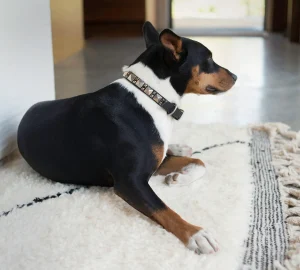 Calleen Cordero Zumo 15" Dog Collars | 15” Dog Collar